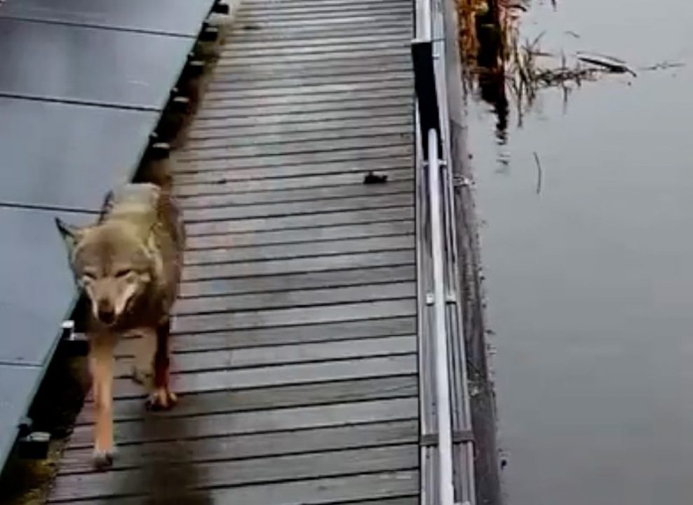 VIDEO: Aanwezigheid wolf in Noordoost-Fryslân bevestigd: 