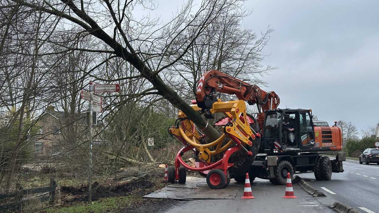 VIDEO: Monumentale beuk in Jistrum verplaatst met grootste plantmachine ter wereld: 