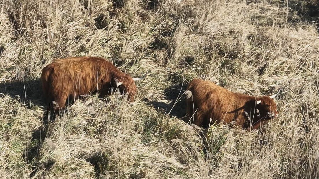 Schotse hooglanders helpen natuurgebied De Alde Feanen in strijd tegen reuzenberenklauw