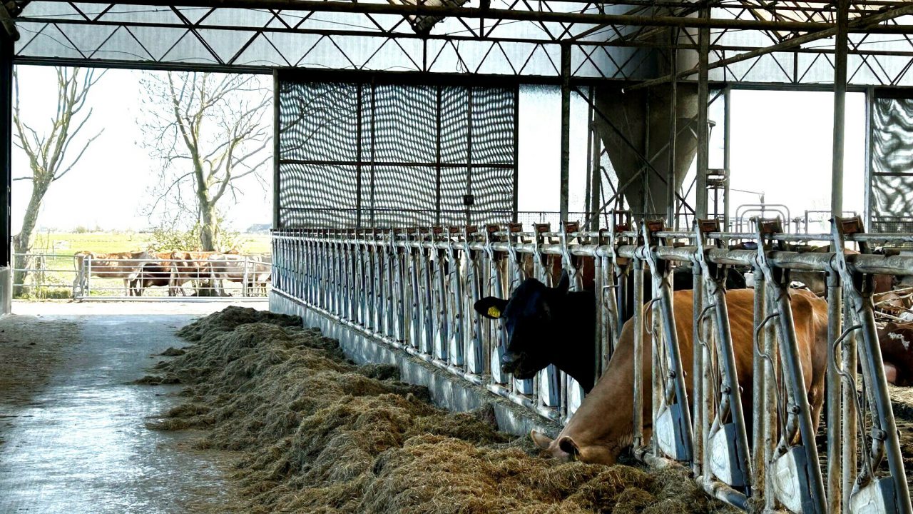 VIDEO: Illegale boer Hans uit Jannum blijft optimistisch, met zijn eigen kaas