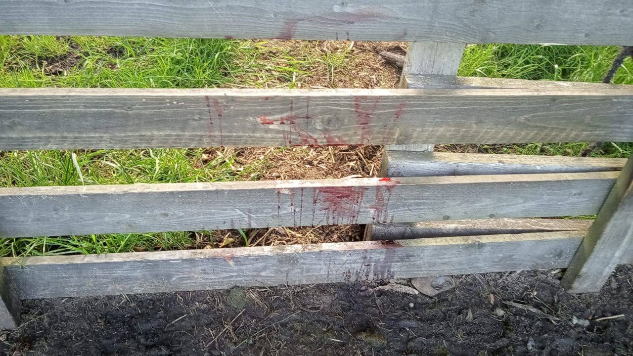 Schaap gestolen en geslacht in weiland bij Garyp