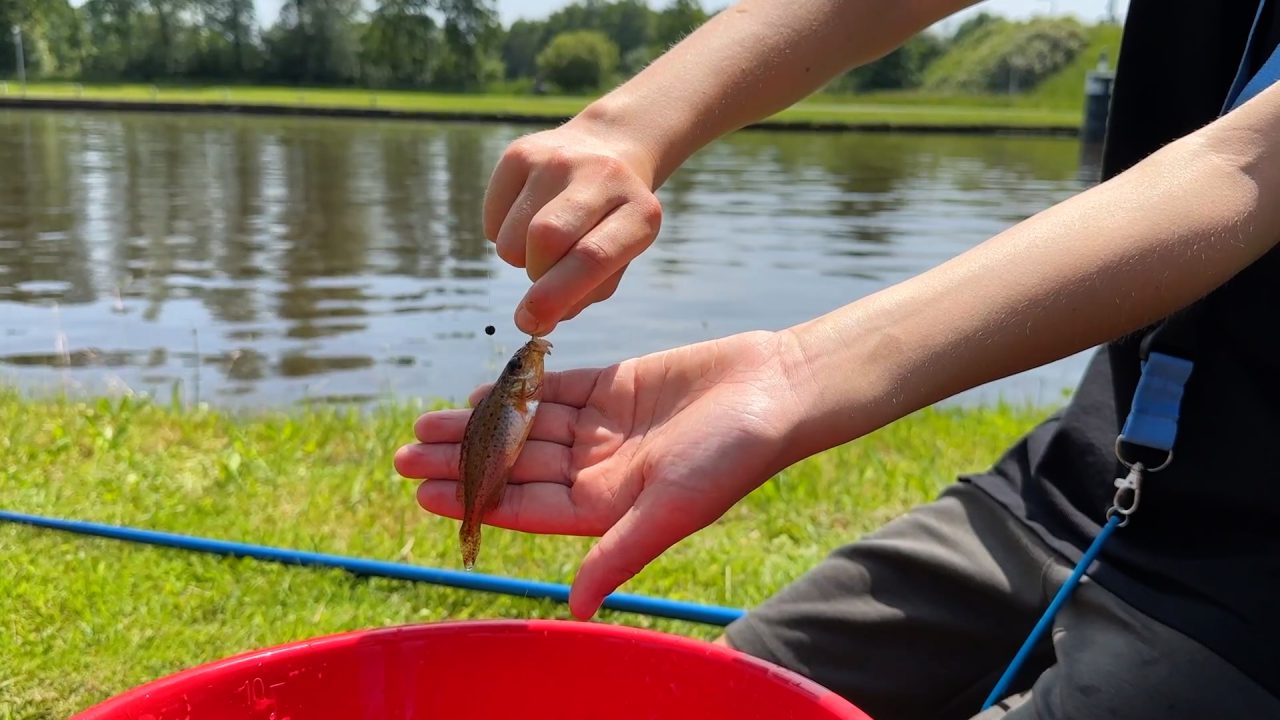 Hengelles op CBS De Merlettes in Kootstertille: 