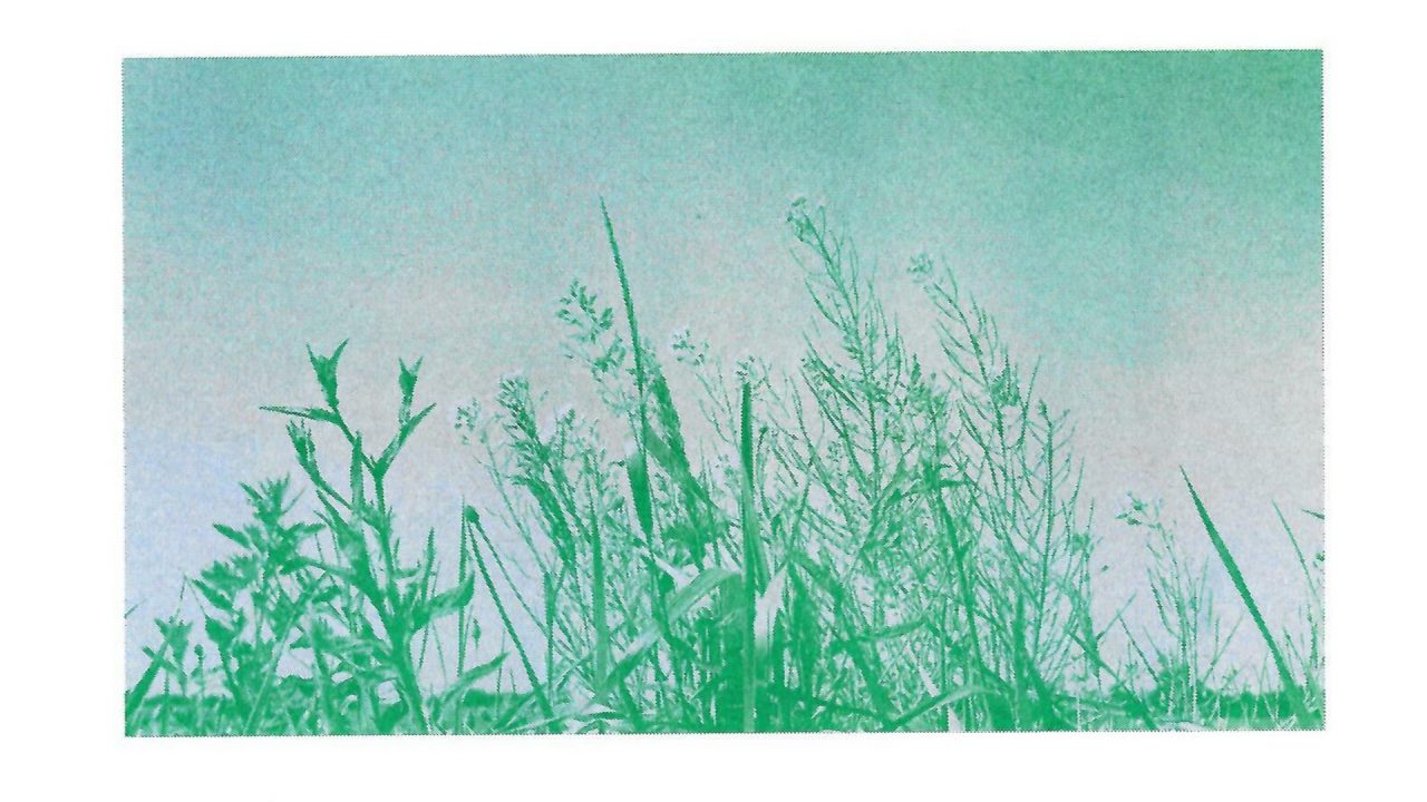 Kunstenaar Gerhild van Rooij, brengt Blommenpaad in grafiek, naar Uitwaaien 5.0