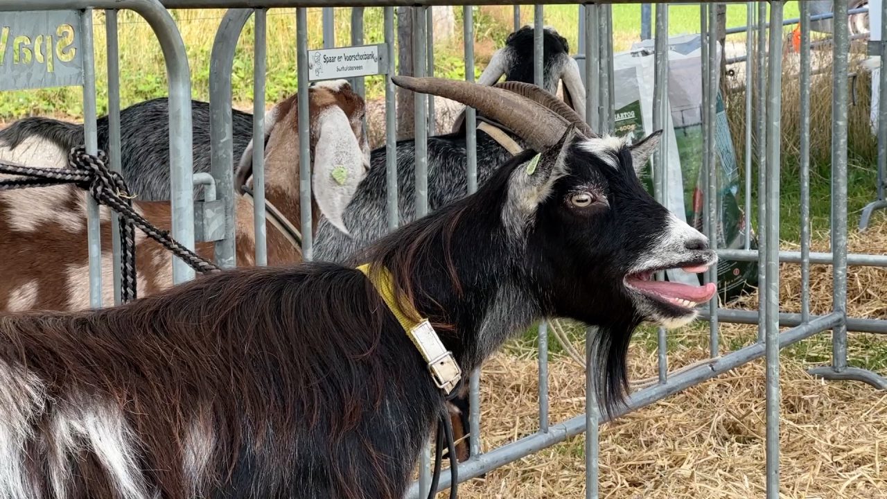 Geitenkeuring Drogeham keert terug na blauwtongjaar 