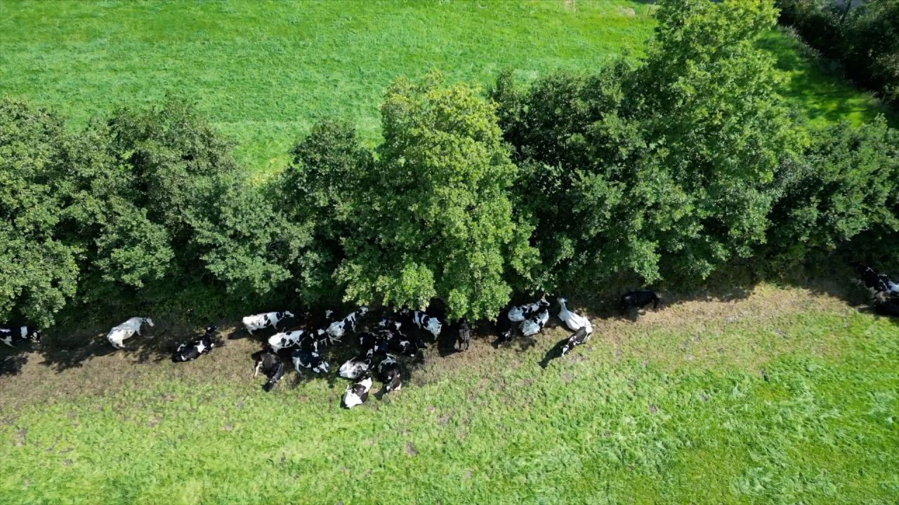 Schaduw van boomwallen helpt koe hittestress te vermijden