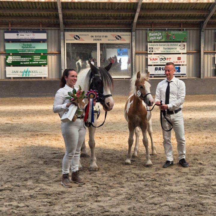 Ender Moonshine schittert op Nederlands Kampioen Hengstveulens
