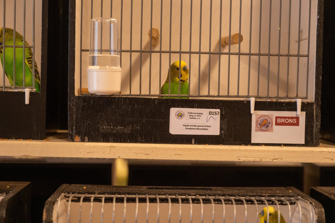Kampioenen bij vogelshow Zang en Kleur