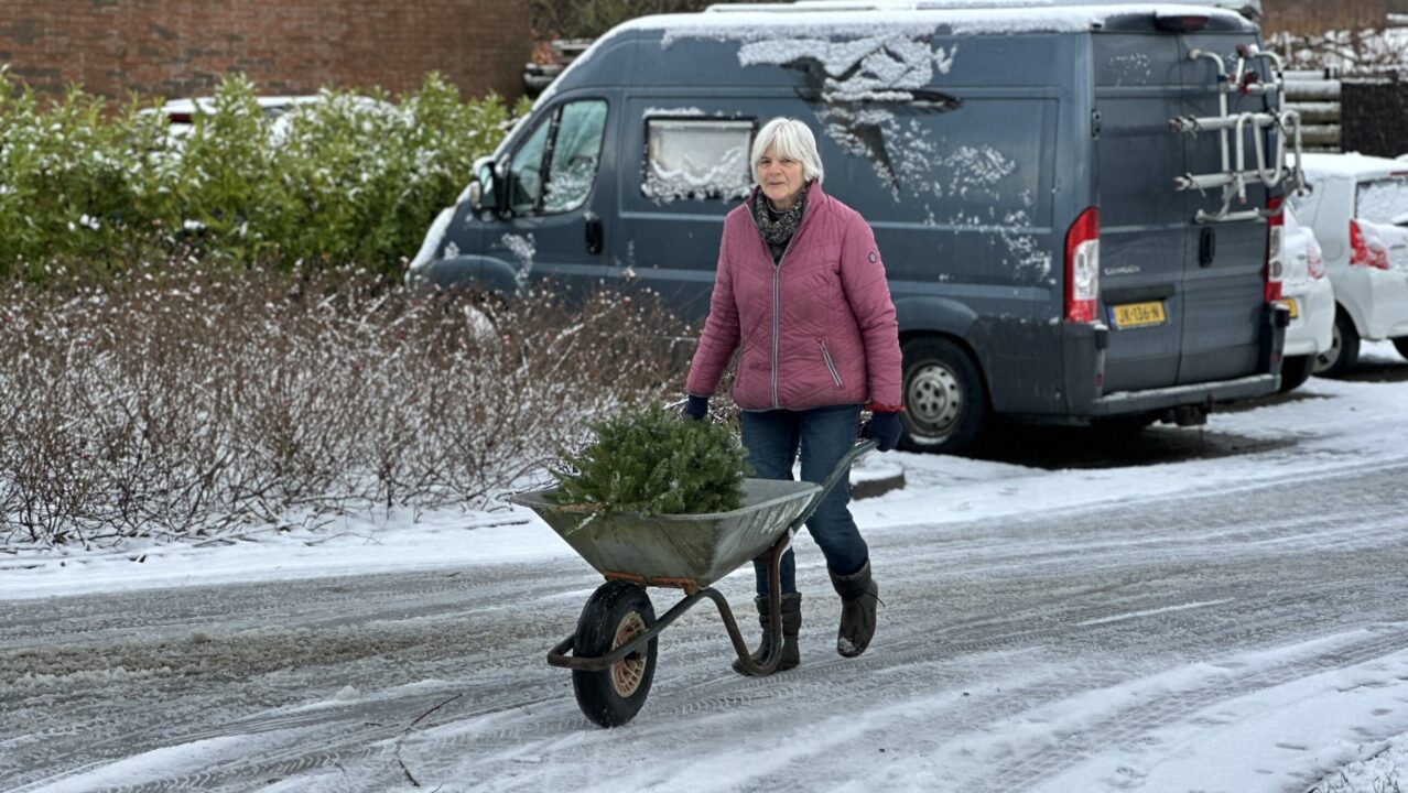Gemeenten halen massaal oude kerstbomen op: 