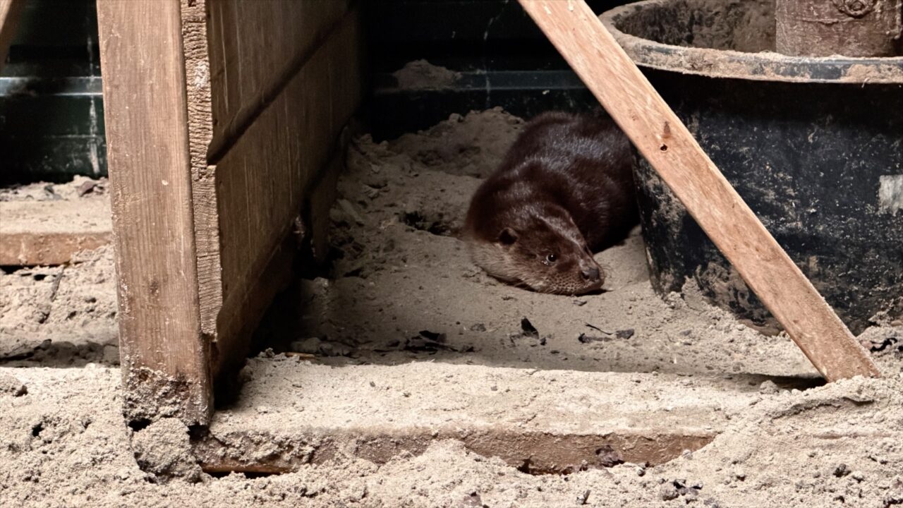 Ottertje uit Dokkum verhuist naar soortgenoten: 