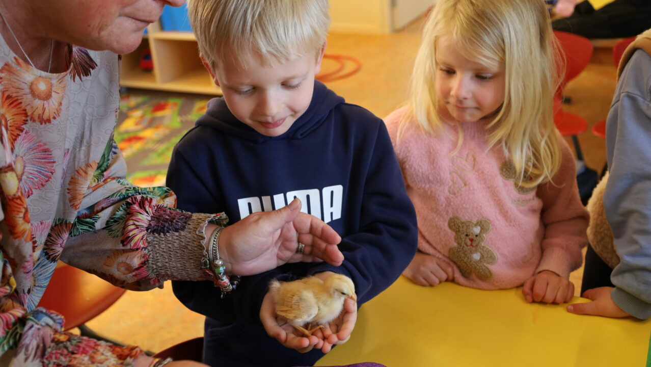 Van ei tot ‘pykje’: Vijftien kuikens geboren in de kleuterklas van Vivensa in Dokkum
