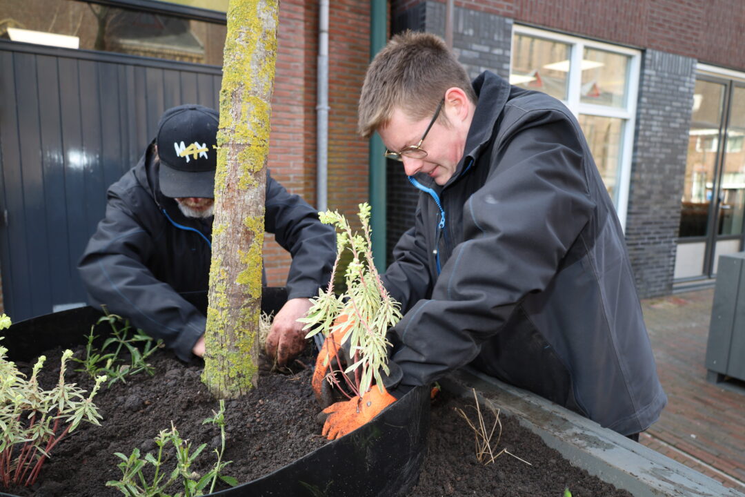 Dokkum vergroent met 52 bomen op Keningsdei: “Dokkum kin wol wat grien brûke”