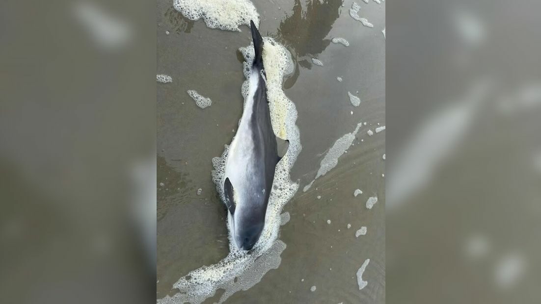 Bruinvis aangespoeld op Ameland