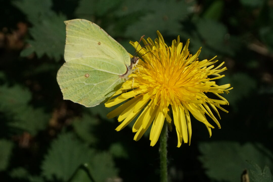 IVN Natuureducatie organiseert een voorjaarswandeling in het Tolhuispark in Dokkum