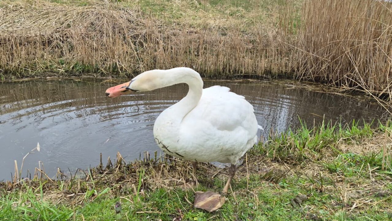 Tien dode zwanen aangetroffen bij Westergeast en Aldwâld, mogelijk vogelgriep