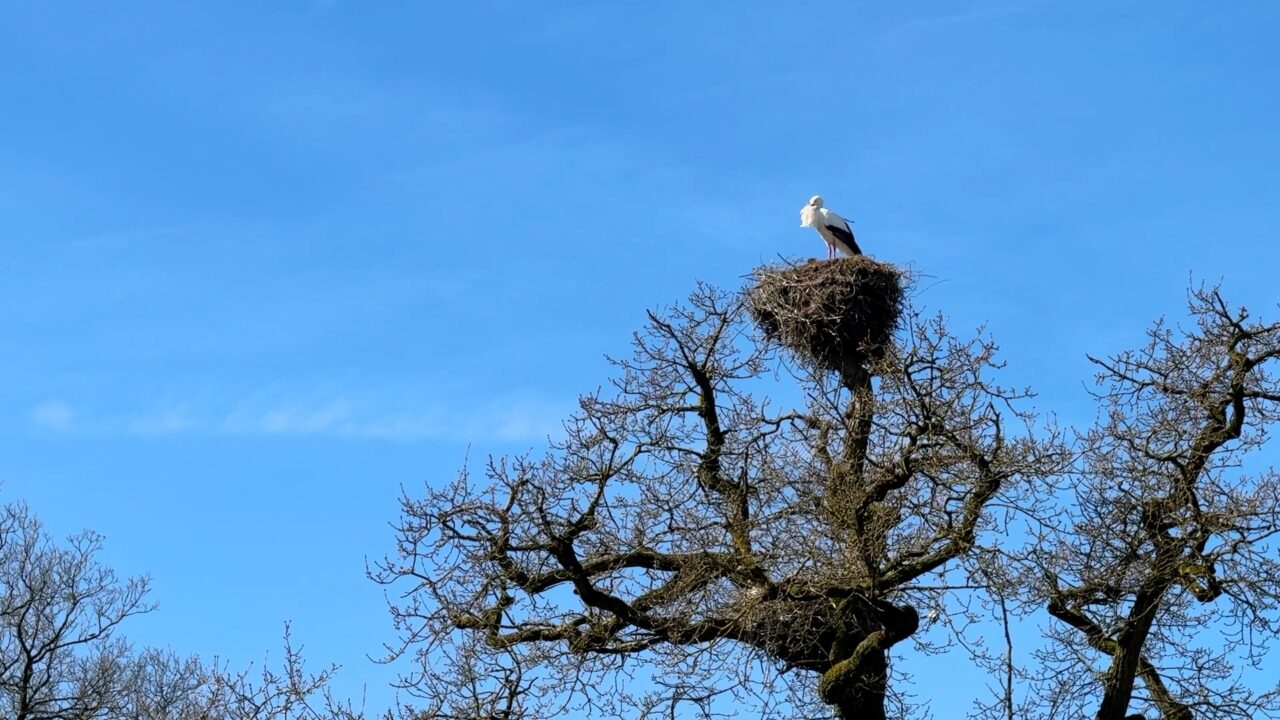 Naast ooievaars ook paasactiviteiten in Park Vijversburg: 