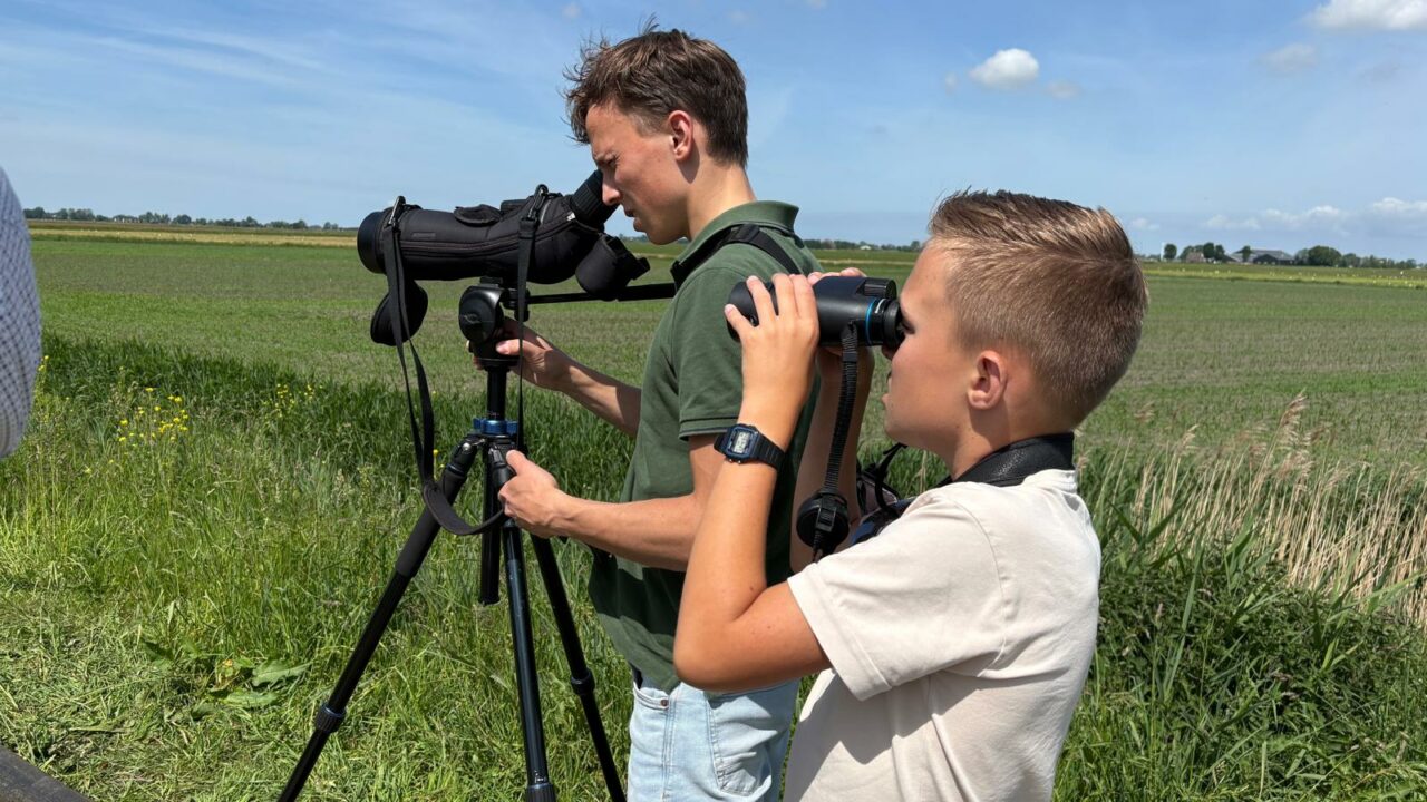 Zeldzame arendbuizerd trekt vogelaars naar Wynserpolder bij Aldtsjerk