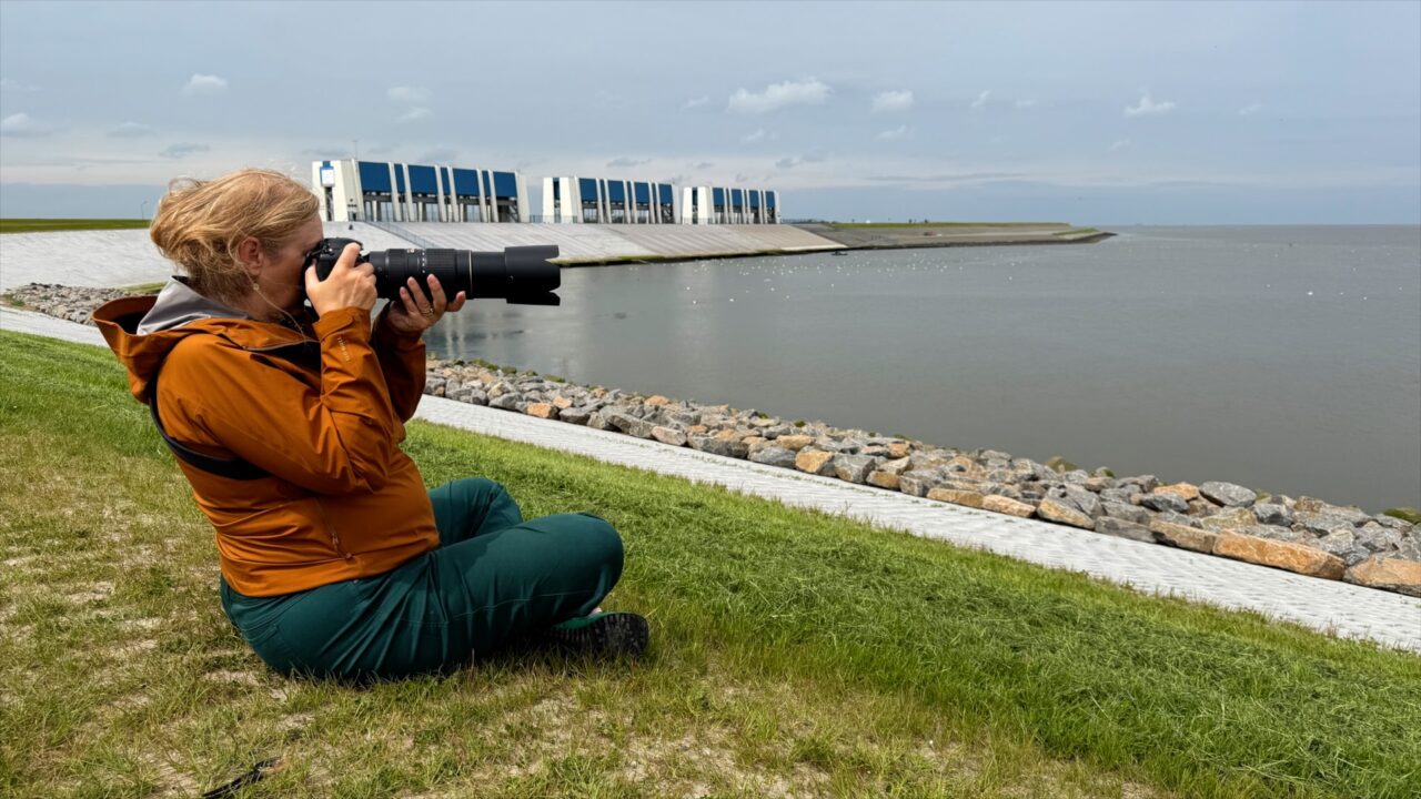 Dolfijnen bij Lauwersoog zwemmen en springen: 