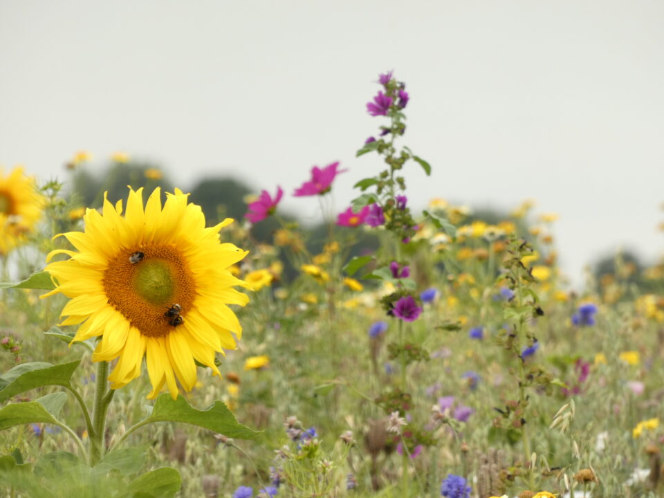 Gezellige veldquiz over natuur en boerenland in Waaxens