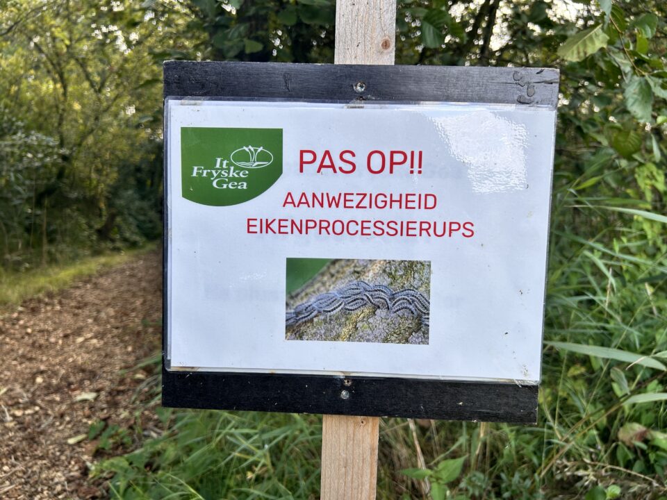 Waarschuwing voor eikenprocessierups in It Wikelslân bij Earnewâld