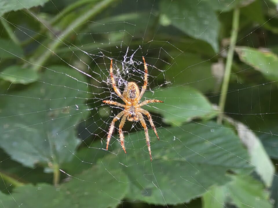 Beleefmiddag spinnen en insecten voor kinderen