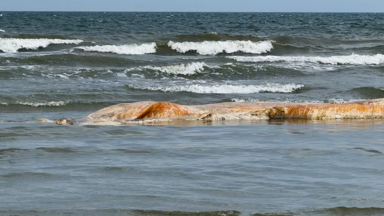Rottende vinvis op Ameland: “Het is een goudmijn”