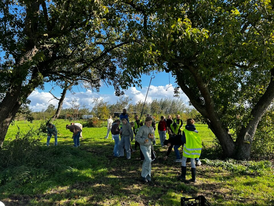 Groep 8 van CBS Eben Haëzer plukt peren voor Voedselbank Dokkum