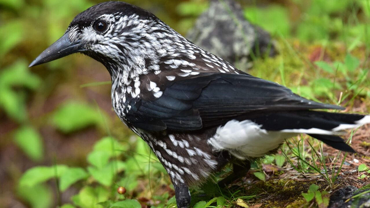 Zeldzame vogel gered uit tuin in Dokkum